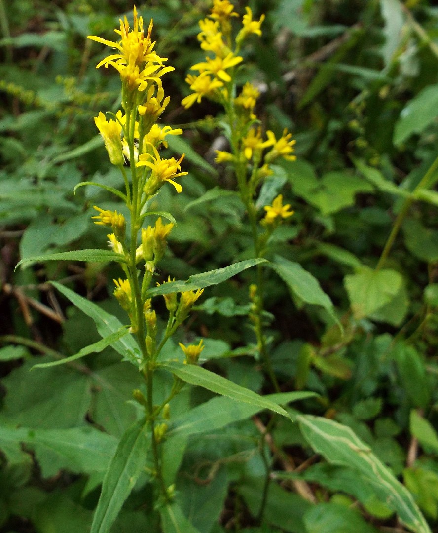 Asteraceae: Solidago virgaurea